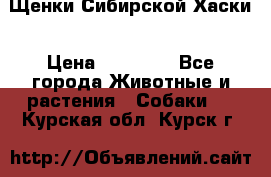 Щенки Сибирской Хаски › Цена ­ 20 000 - Все города Животные и растения » Собаки   . Курская обл.,Курск г.